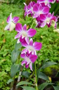 Различные виды орхидей в ботаническом саду Сингапура