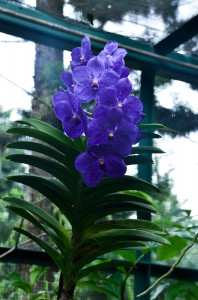 Орхидеи в национальном парке Сингапура
