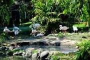Фламинго в парке Bali Bird Park