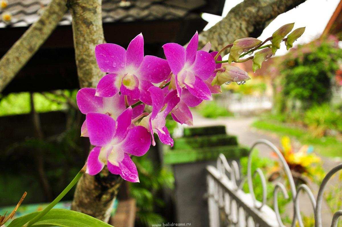 Орхидея в нашем саду
