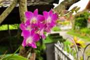 Орхидея в саду. Бали
