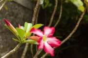 Цветы в саду. Бали