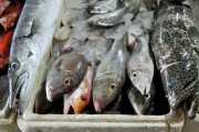 Процесс выбора рыбы на рыбном рынке Джимбарана