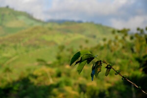Как растет кофе в Индонезии. Остров Ява, вулкан Иджен