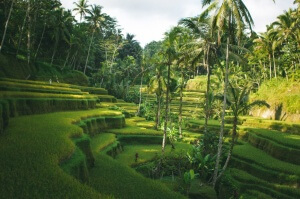 Рисовые террасы на острове Бали